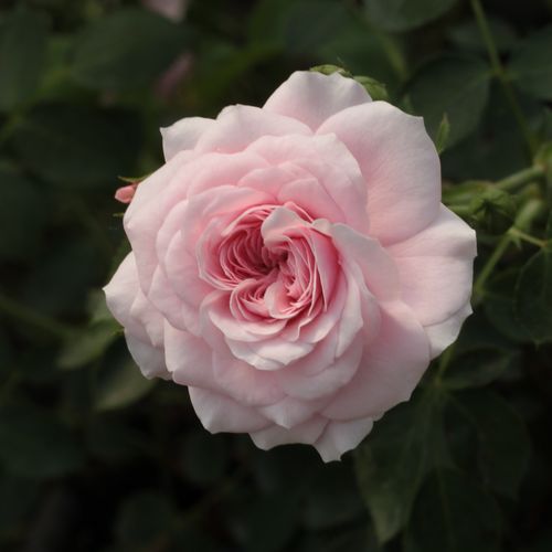 Rosa Zemplén - rosa-weiß - bodendecker rosen